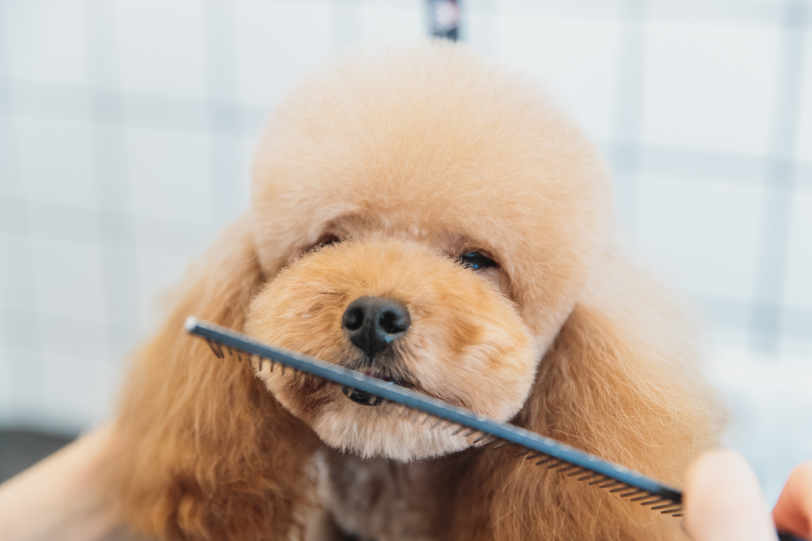 Jak Często Powinieneś Zabierać Psa do Fryzjera? Porady Ekspertów