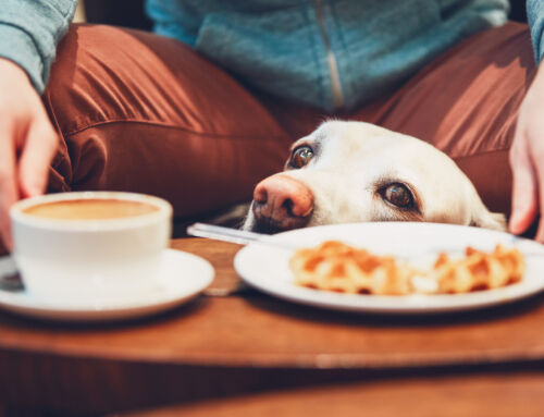 Zdrowa Dieta a Zdrowa Sierść Psa: Jakie Pokarmy Pomagają