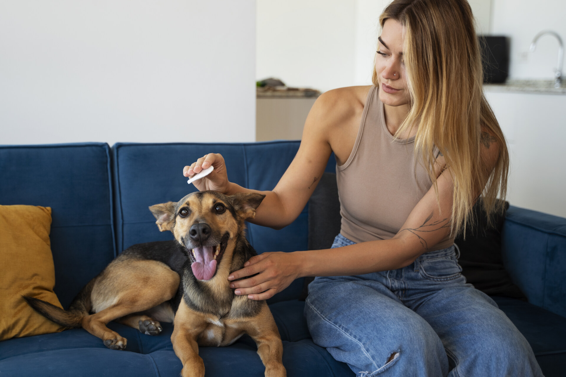 Groomer sprawdza skórę psa podczas delikatnego czesania