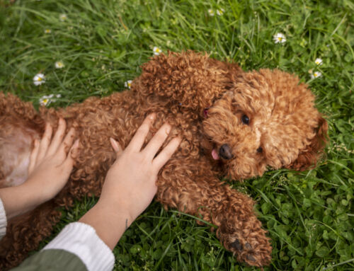 Pielęgnacja cavapoo i cockapoo: jak dbać o mieszaną sierść?